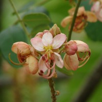 Cassia roxburghii DC.